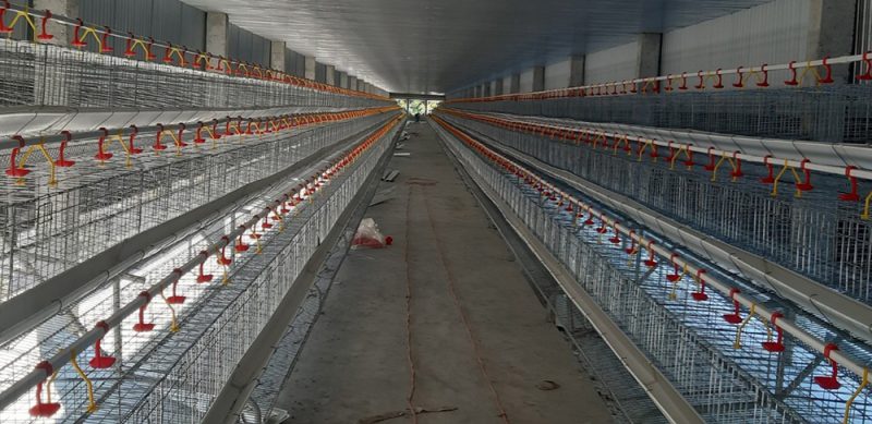 Thiết bị chăn nuôi hiện đại